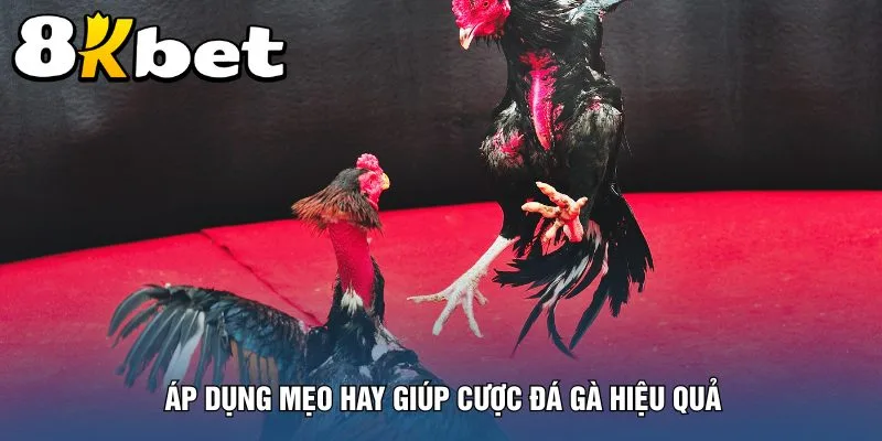 ap-dung-meo-hay-giup-cuoc-da-ga-hieu-qua