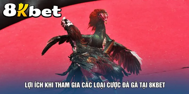 loi-ich-khi-tham-gia-cac-loai-cuoc-da-ga-tai-8kbet